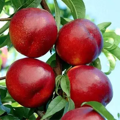 Нектарин БИГ-ТОП в Солигорске