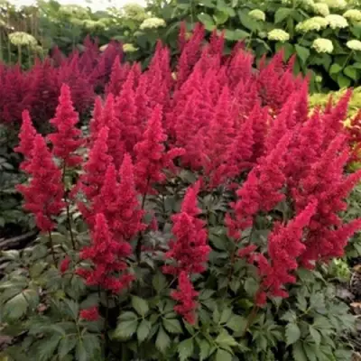 Астильба ФАНАЛ в Солигорске