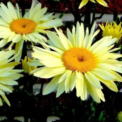 Нивяник БРОДВЕЙ ЛАЙТС великолепный в Солигорске