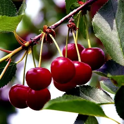 Вишня РИВАЛ в Солигорске