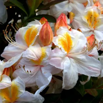 Азалия СИЛЬВЕР СЛИППЕР листопадная в Солигорске