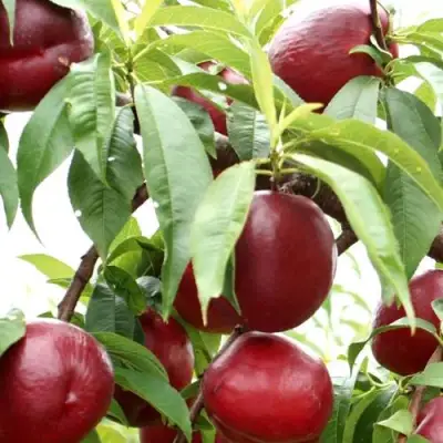 Нектарин ФАНТАЗИЯ в Солигорске