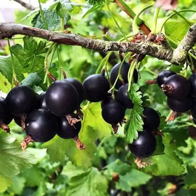 Йошта КРЫМСКАЯ в Солигорске