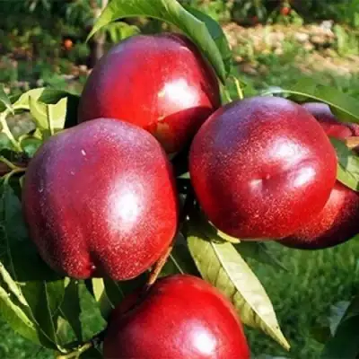 Нектирин МЕДВЕДЕВСКИЙ