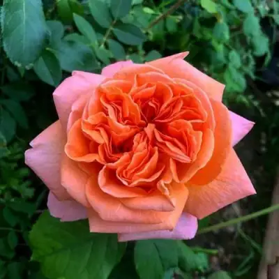 Роза РЕНЕ ГОССИНИ чайно-гибридная в Солигорске