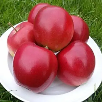 Яблоня СЯБРЫНА в Солигорске