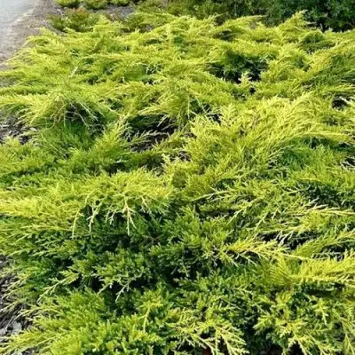 Можжевельник ОЛД ГОЛД средний в Солигорске