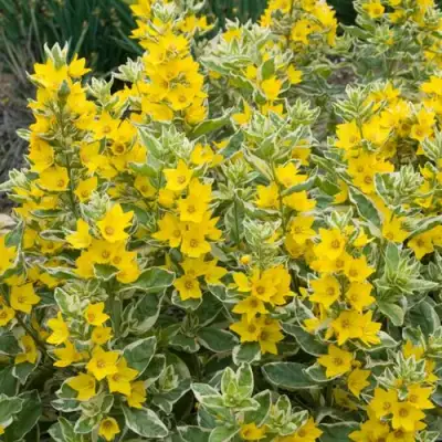 Вербейник АЛЕКСАНДР точечный в Солигорске