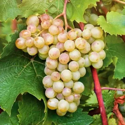 Виноград КРИСТАЛЛ в Солигорске