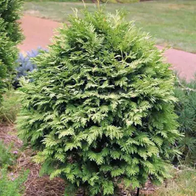 Туя ВАРЕАНА ЛЮТЕСЦЕНС западная в Солигорске