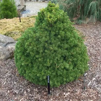 Ель ТОМПА обыкновенная в Солигорске