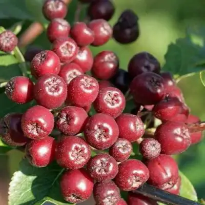 Рябина БУРКА сладкоплодная в Солигорске