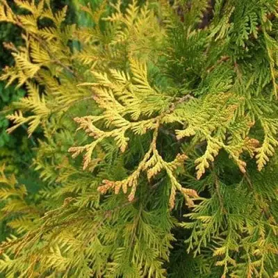 Туя ГОЛДЕН БРАБАНТ западная в Солигорске