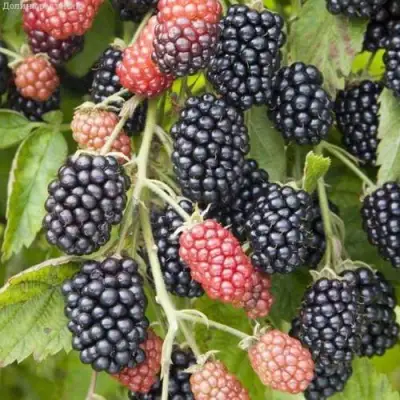 Ежевика НЕБЕСА МОГУТ ПОДОЖДАТЬ бесшипная  в Солигорске