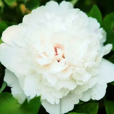 Пион СНЕЖНАЯ КРЕПОСТЬ древовидный в Солигорске