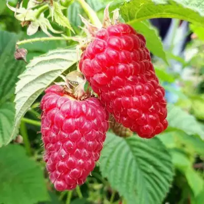 Малина ПШЕХИБА в Солигорске