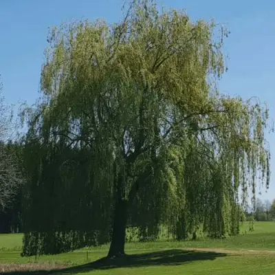 Ива белая в Солигорске