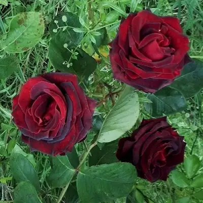 Роза ПАПА МЕЙЯН чайно-гибридная в Солигорске