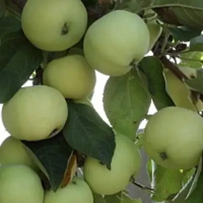 Яблоня ПАПИРОВКА в Солигорске