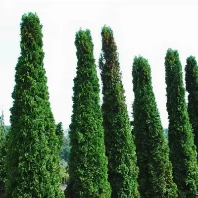 Туя ДЕГРУТ СПАЙР западная в Солигорске