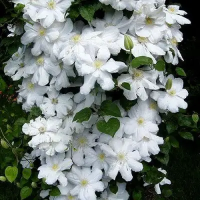 Клематис ТОКИ в Солигорске