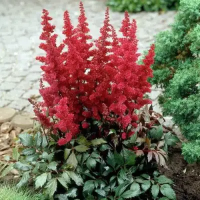 Астильба ГРАНАТ Арендса в Солигорске