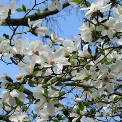 Магнолия АЛЬБА СУПЕРБА в Солигорске