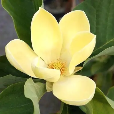 Магнолия ЕЛЛОУ ЛАНТЕРН в Солигорске