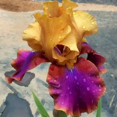 Ирис ГАЛА МАДРИД бородатый в Солигорске