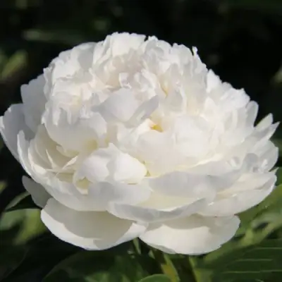 Пион СНЕЖНАЯ КРЕПОСТЬ древовидный в Солигорске