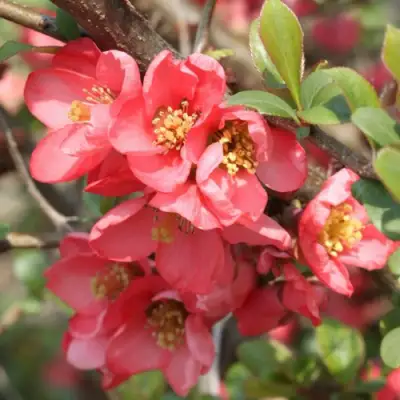 Айва ПИНК КВИН в Солигорске