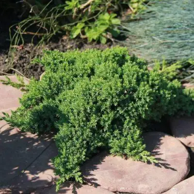 Можжевельник АВАСИ лежачий  в Солигорске