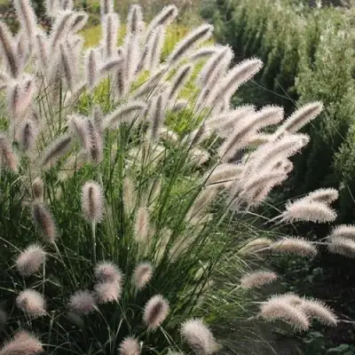 Пеннисетум ЛЕДИ Ю в Солигорске