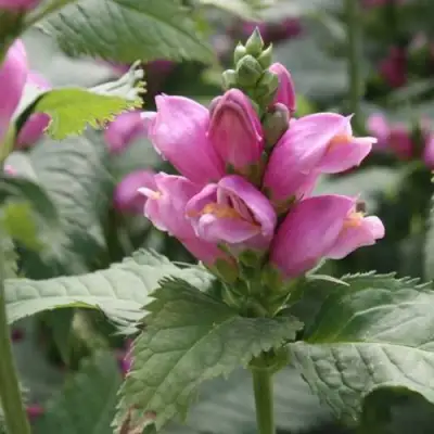 Хелоне КОСАЯ в Солигорске