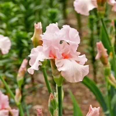 Ирис ПИНК ХОРАЙЗОН бородатый в Солигорске