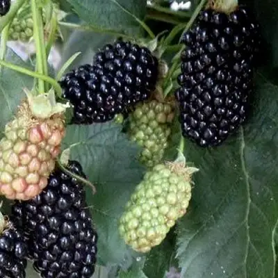 Ежевика ПРАЙМ АРК ФРИДОМ ремонтантная  в Солигорске