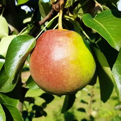 Груша КУПАЛА в Солигорске