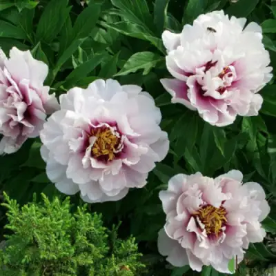 Пион КОРА ЛУИЗА ито-гибрид в Солигорске