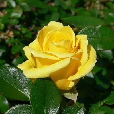 Роза ПАПИЛОН чайно-гибридная в Солигорске