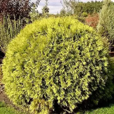 Туя ГЛОБОЗА АУРЕА западная в Солигорске