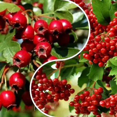 Комплект БУДЬ ЗДОРОВ в Солигорске