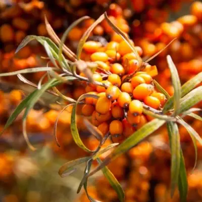 Облепиха ФИНСКАЯ в Солигорске