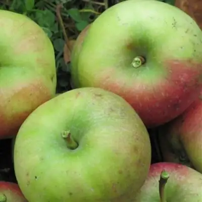 Яблоня ПАМЯТЬ СИКОРЫ в Солигорске