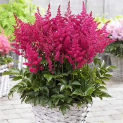 Астильба ЛАКИ ДЕЙ Арендса в Солигорске