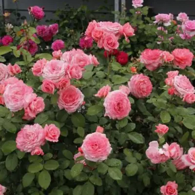 Роза ИНСТИТУТ ЛЮМЬЕР шраб в Солигорске