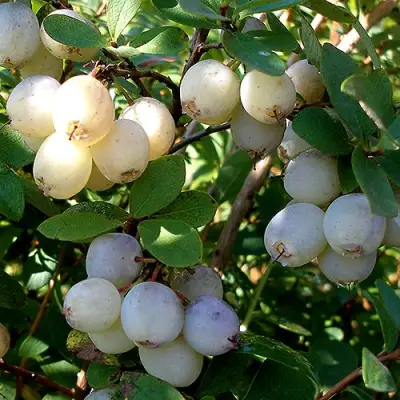 Голубика СНЕГУРОЧКА в Солигорске