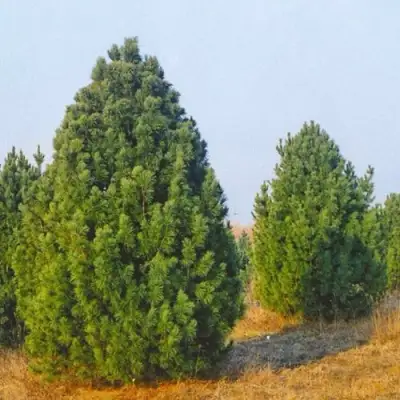 Сосна черная ПИРАМИДАЛИС в Солигорске
