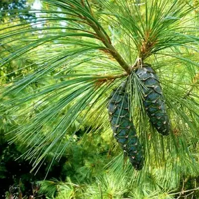 Сосна гриффита в Солигорске