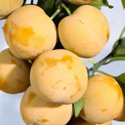 Слива РЕНКЛОД ранний в Солигорске