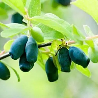 Жимолость съедобная АМФОРА в Солигорске